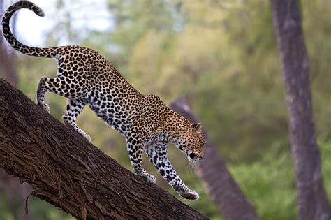 African Leopard Facts, Distribution, Habitat, Diet, Pictures