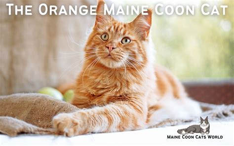 Orange Maine Coon: The Unique and Eye-Catching American Cat Breed