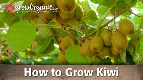 Do Kiwi Fruit Grow On Trees | Fruit Trees