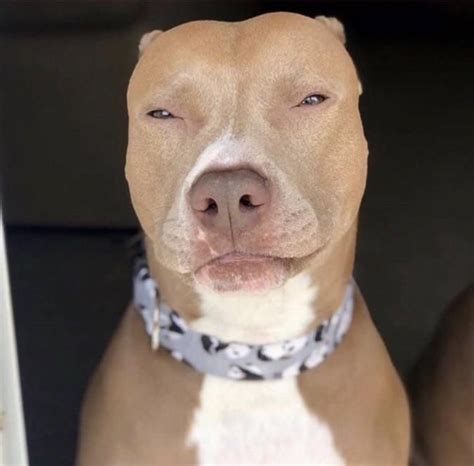 Light Skin Dog Meme Pitbull - Half Revolutions