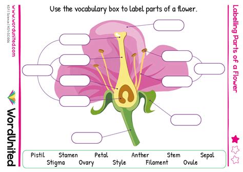 Flower Labeled Diagram For Kids