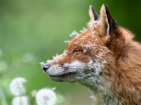 15 of the most incredible pictures from the 2023 British Wildlife Photography Awards - Country Life