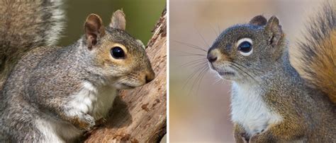 Gray Squirrel vs. Red Squirrel: The Difference Is More Than Fur-Deep ...