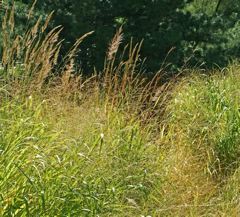 Tallgrass Prairie Grass Mix | Holland Wildflower Farm