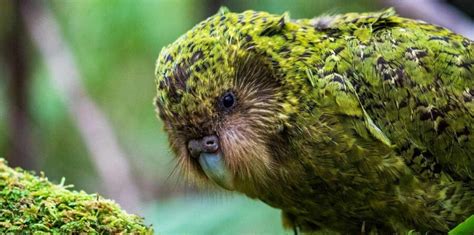 The Unusual Kakapo | Critter Science