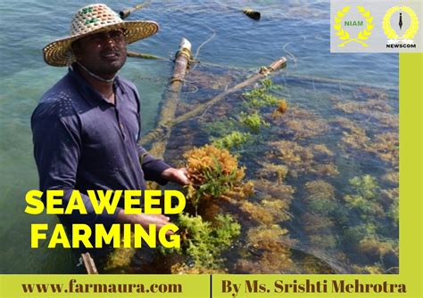 SEAWEED FARMING | FARMAURA