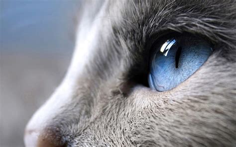 Online crop | HD wallpaper: Blue Eyes Cat | Wallpaper Flare