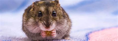 5 Best Rat Foods - Apr. 2021 - BestReviews