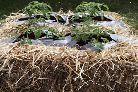 Straw Bale Gardening - Garden Empowerment