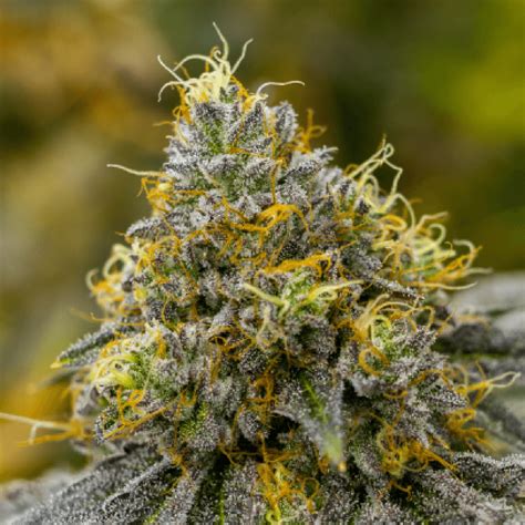 Cannabis Indica Strains - THC Design - The Best Marijuana Cultivator