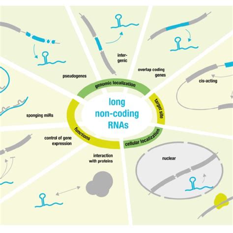 | Overview over long non-coding RNA function and behavior. | Download Scientific Diagram