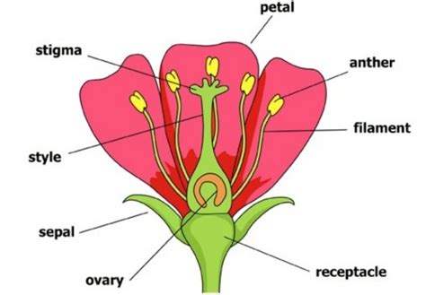 Flower Structure Diagram