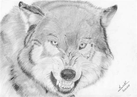 Loup Enerve -angry Wolf Drawing by Annie GODET