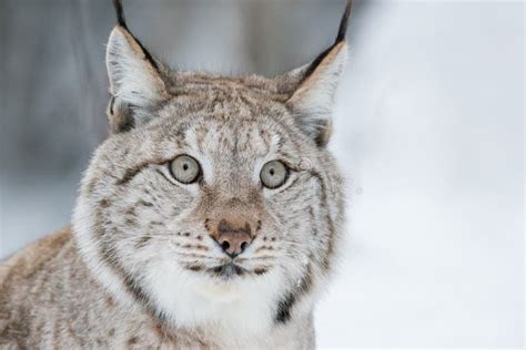 Lynx Close Up stock image. Image of forest, carnivore - 61977745