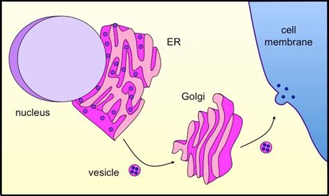 Vesicular Transport | BioNinja