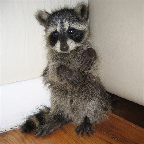 Baby Raccoon : aww