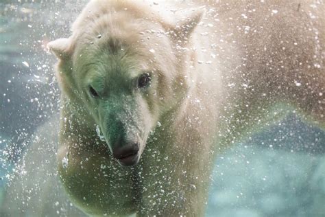 The Cochrane Polar Bear Habitat is getting a new addition - My Timmins Now