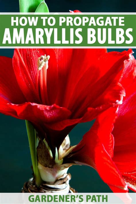 How to Propagate Amaryllis Bulbs | Gardener's Path