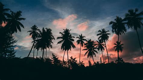 HD wallpaper: silhouette, palm tree, dusk, palms, evening, sky, tropical sunset | Wallpaper Flare