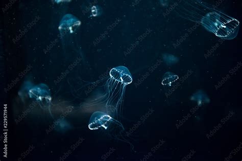 jellyfish medusa creature animal insect Stock Photo | Adobe Stock