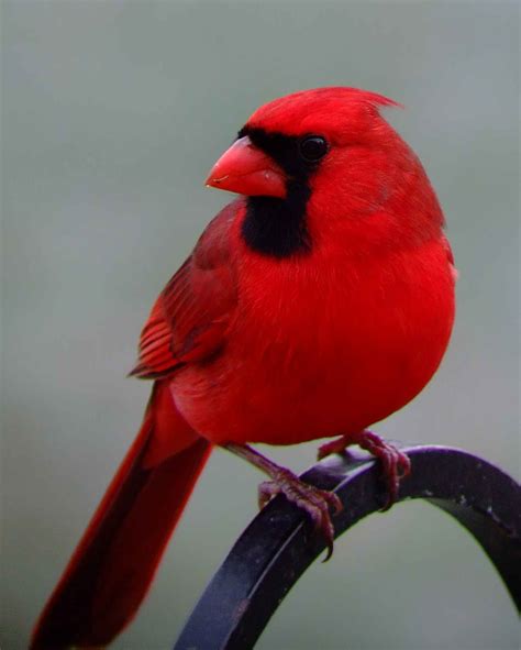 Northern Cardinal (male)