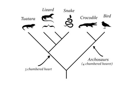 Cladogram Example: Lizards, Snakes, Crocodiles, Birds