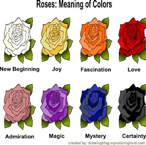 China Rose Flower Meaning | Best Flower Site