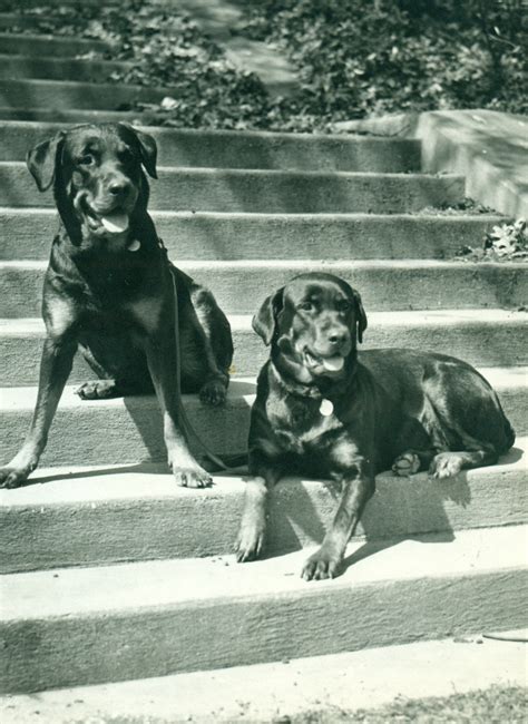 Rottweiler History & Training/Temperament - American Kennel Club