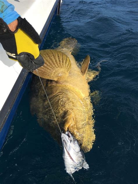 Goliath Grouper Fishing Charters Clearwater FL | FishEye Sportfishing