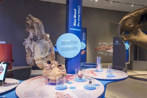 New blue whale exhibit opens at the ROM - Owl Connected