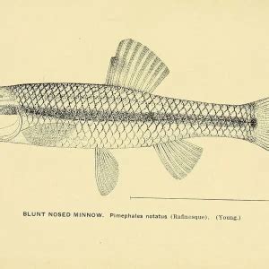 Bluntnose minnow - Facts, Diet, Habitat & Pictures on Animalia.bio