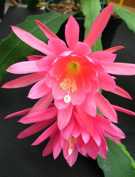 Epiphyllum Orchid Cactus | Orchid Flowers