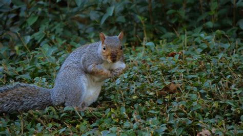 A Squirrel Eating Nuts Free Stock Video Footage, Royalty-Free 4K & HD Video Clip