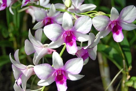 Flowers Desktop Wallpaper: Orchid Flowers