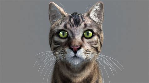 Cat-- tabby cat with eyes 3D model animated rigged | CGTrader