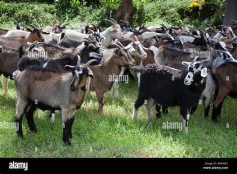 Kiko goats raised for meat graze on ranch in Hawaii Stock Photo - Alamy