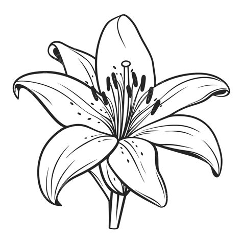 Black And White Lily PNG, Vector, PSD, and Clipart With Transparent Background for Free Download ...