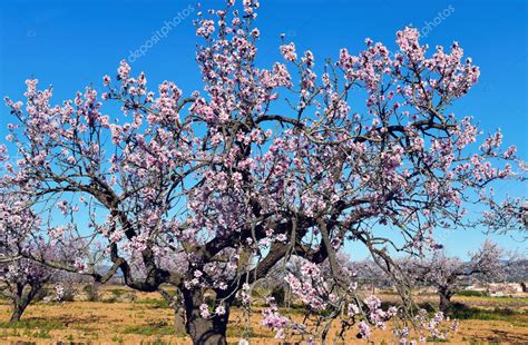 Almond trees in full bloom — Stock Photo © nito103 #141479654