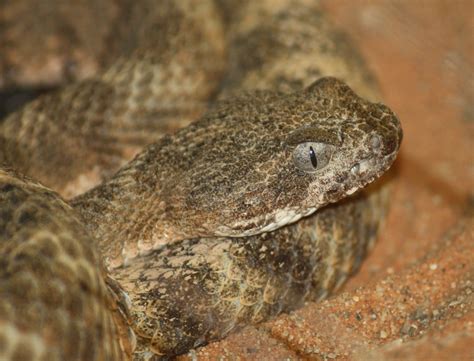 First Aid for Tiger Rattlesnake Bite