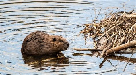 The Great Beaver Dam Build-Off: Engineering… Naturally! | Department of Energy