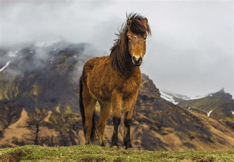 4 Oldest Horse Breeds in the World - Oldest.org