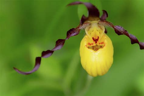 Yellow Lady Slipper Orchid Photograph by Danielle Ray - Fine Art America