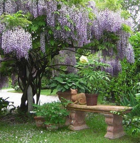 17 Best images about Wisteria vines on Pinterest | Gardens, Parks and Wisteria tree