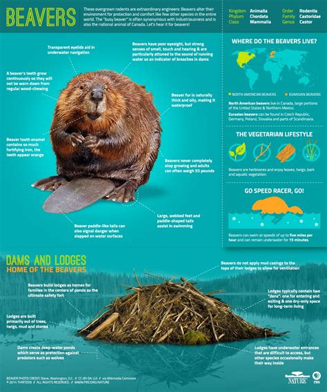 Wildlife Facts: Beaver