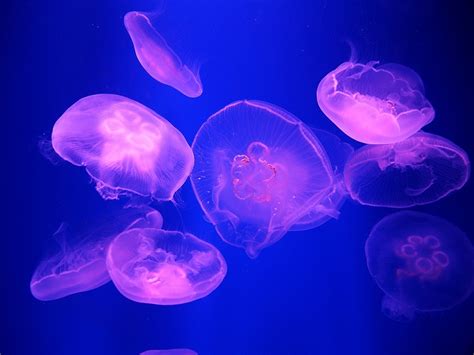 Moon Jellyfish Facts, Habitat, Diet, Life Cycle, Baby, Pictures