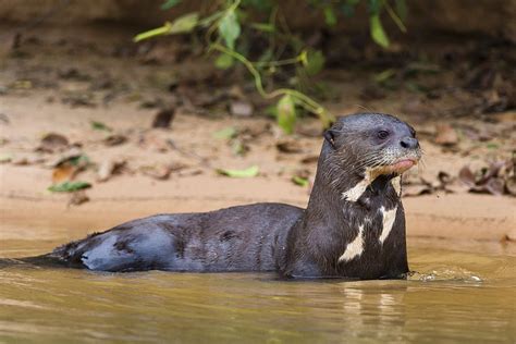 GIANT OTTER | Giant river otter, Rainforest animals, Otters