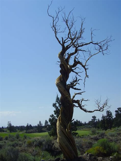 Juniper Tree Pictures, Facts On Juniper Trees