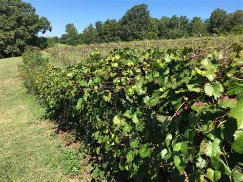 Muscadine Harvest