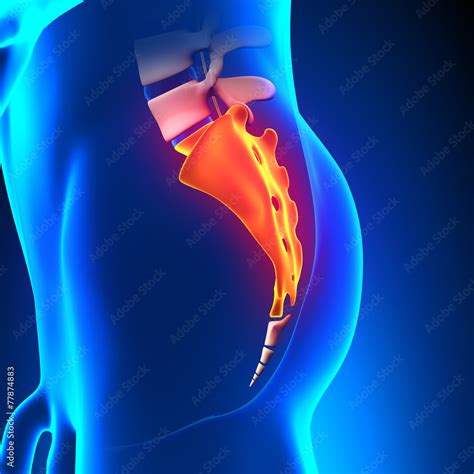 Sacrum Bone Anatomy pain Stock Illustration | Adobe Stock