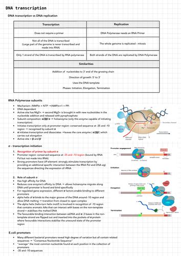 DNA transcription | Teaching Resources